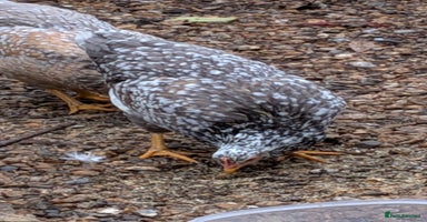 Chickens poultry - Advert 4