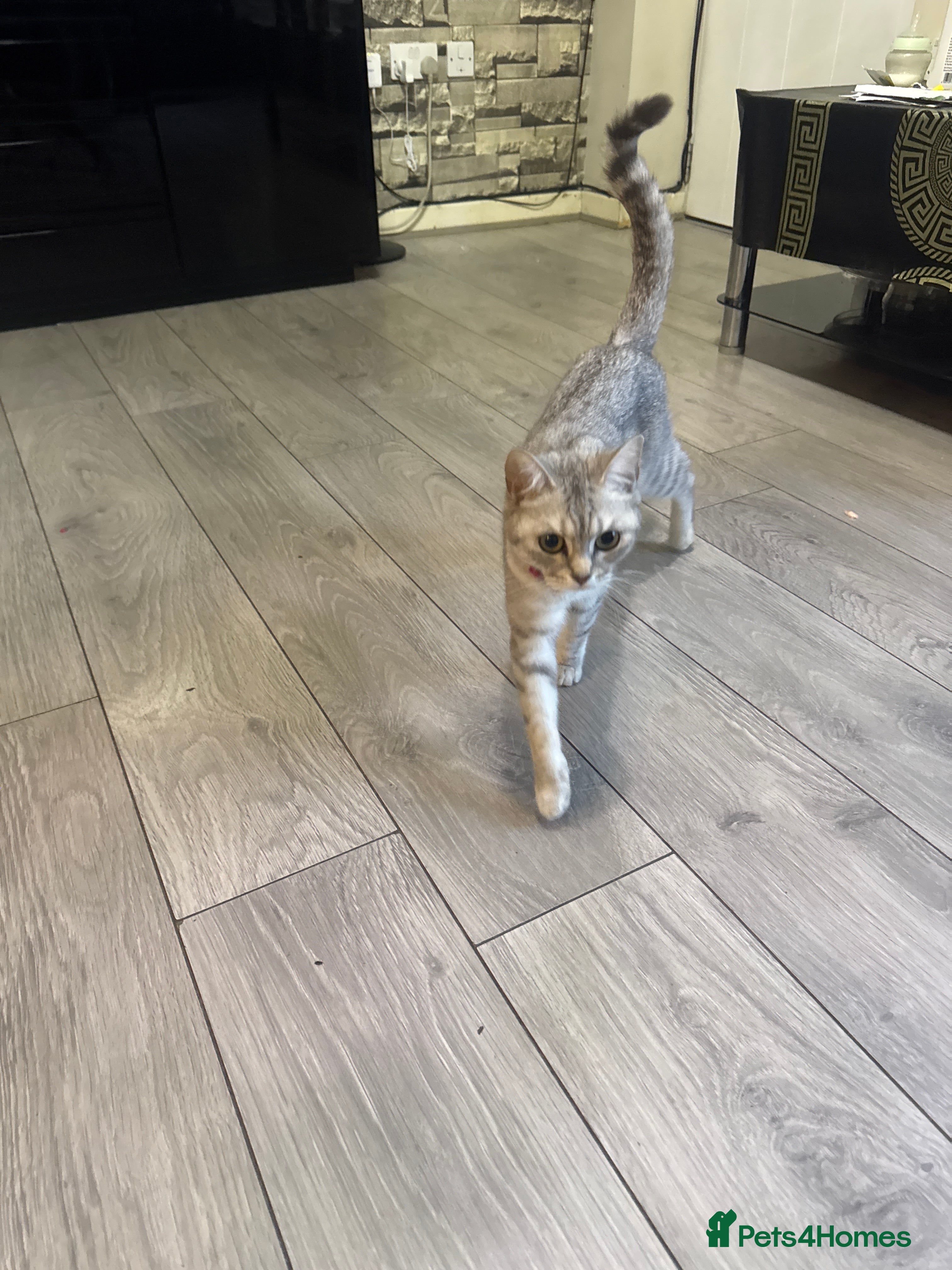 British Shorthair cats Two kittens for sale  - Advert 2