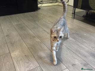 British Shorthair cats Two kittens for sale - Advert 1