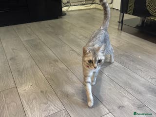 British Shorthair cats Two kittens for sale - Advert 20