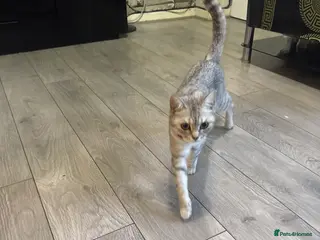 British Shorthair cats Two kittens for sale - Advert 13