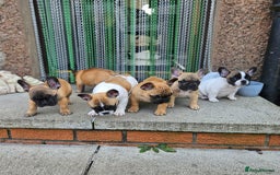 French Bulldog dogs for stud: Mani standard red silver fbce RFG 1  in Edinburgh - Image 29