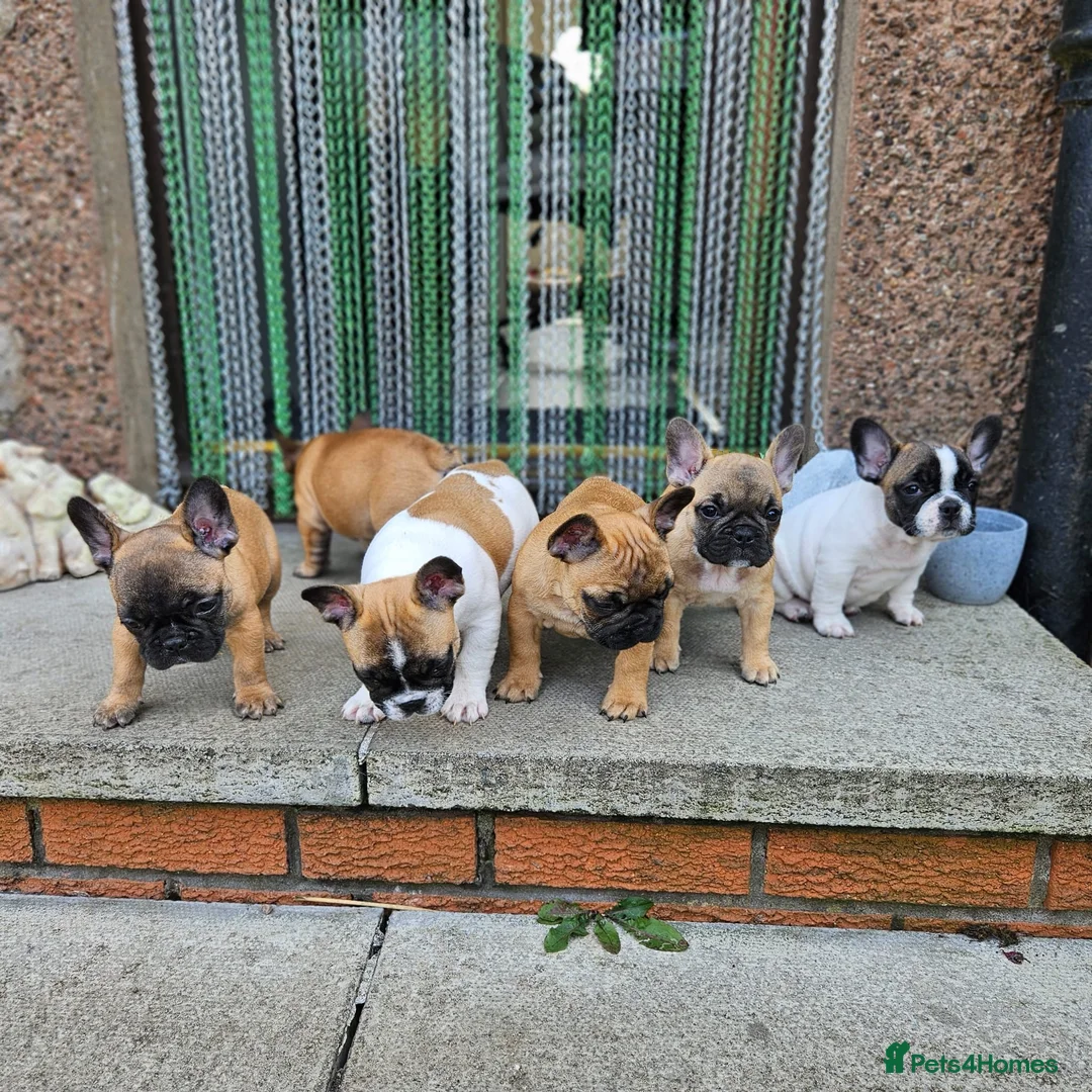 French Bulldog dogs for stud: Mani standard red silver fbce RFG 1  in Edinburgh - Advert 26