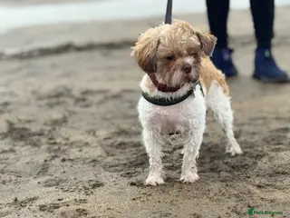 Shih Tzu dogs Beautiful Shih Tzu for his Forever home - Advert 2