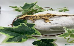 Gecko reptiles for sale: Lily whites and tri colour harliquin  £40/60 - Image 8