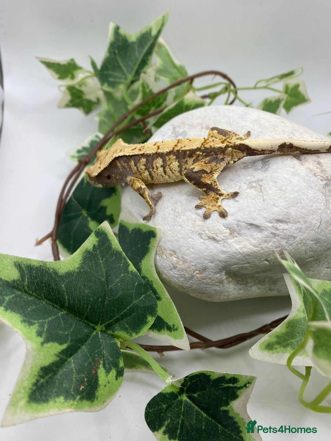 Gecko reptiles for sale: Lily whites and tri colour harliquin  £40/60 - Image 8
