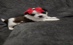 Shih Tzu dogs for sale: 3 Beautiful Shih Tzu girls left 🐶⭐️ - Advert 3