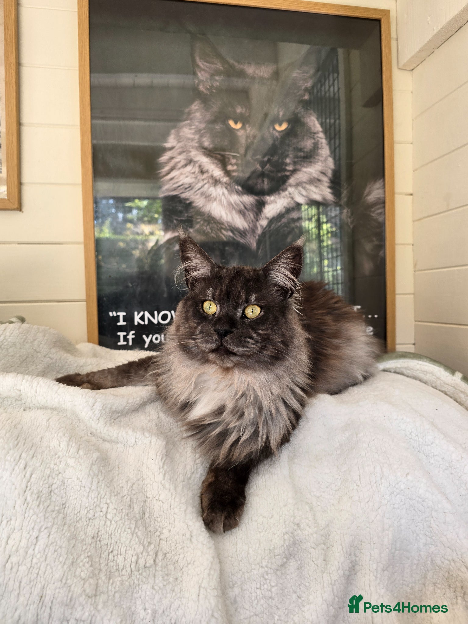 Maine Coon cats Pedigree Maine coon - Advert 1