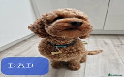 Labradoodle dogs for sale: ONLY 4 GIRLS LEFT F1 miniature labradoodles - Image 14