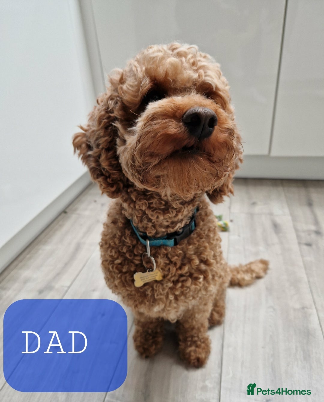 Labradoodle dogs for sale: ONLY 4 GIRLS LEFT F1 miniature labradoodles - Image 14