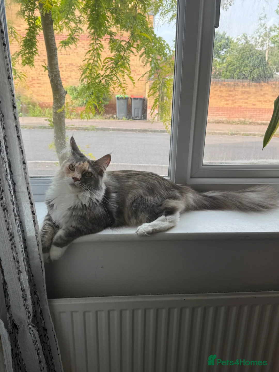 Maine Coon cats for sale: Amazing Maine Coon girl  - Advert 2