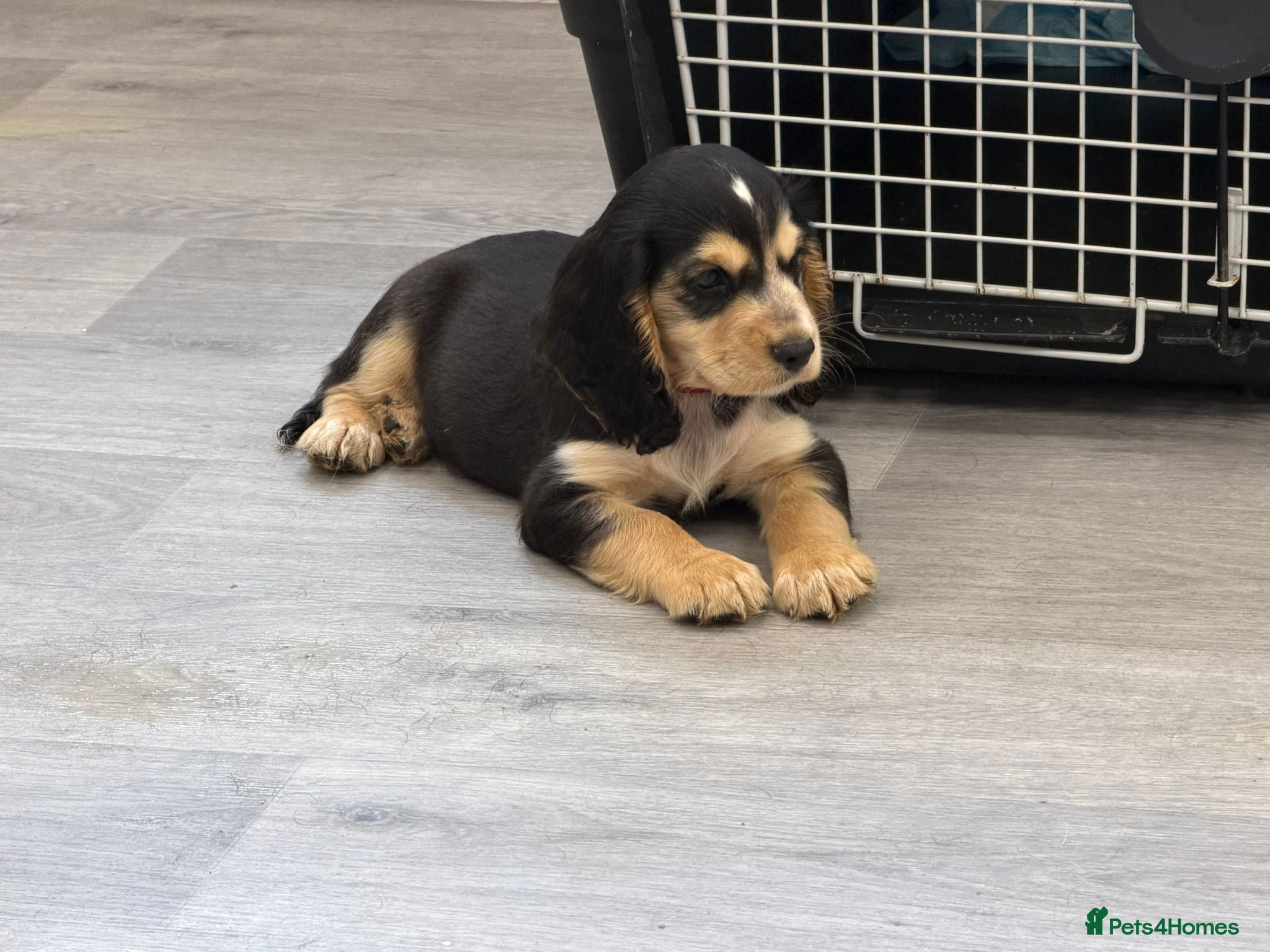 Cocker Spaniel Puppy 3