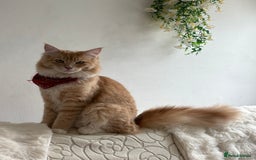 Maine Coon cats for sale: Maincoon x ragdoll 8M final price - Image 6
