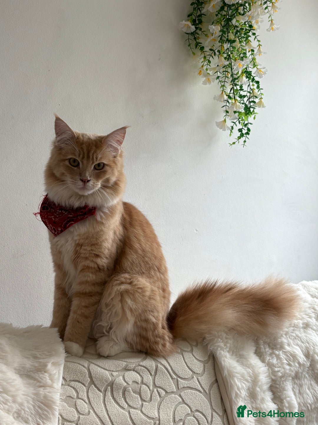 Maine Coon cats for sale: Maincoon x ragdoll 8M final price - Image 6