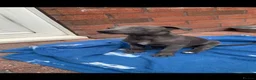 Whippet dogs for sale: Blue Kennel Club Registered Whippet pups - Advert 3