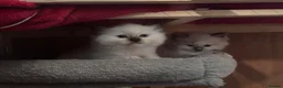 Ragdoll cats for sale: GCCF registered kittens - Advert 5