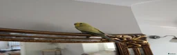 Budgerigars birds for sale: Budgie in Epping - Advert 3