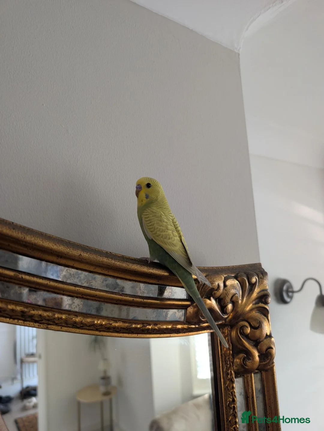 Budgerigars birds for sale: Budgie in Epping - Advert 3