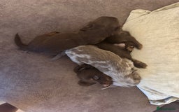 Miniature Dachshund dogs for sale: Long haired miniture dachshund  - Image 6