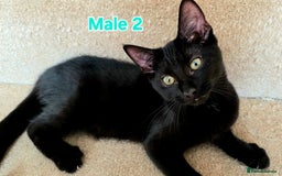 Mixed Breed cats for sale: 4 Maine Coon X Kittens Ready To Leave!!! - Image 11