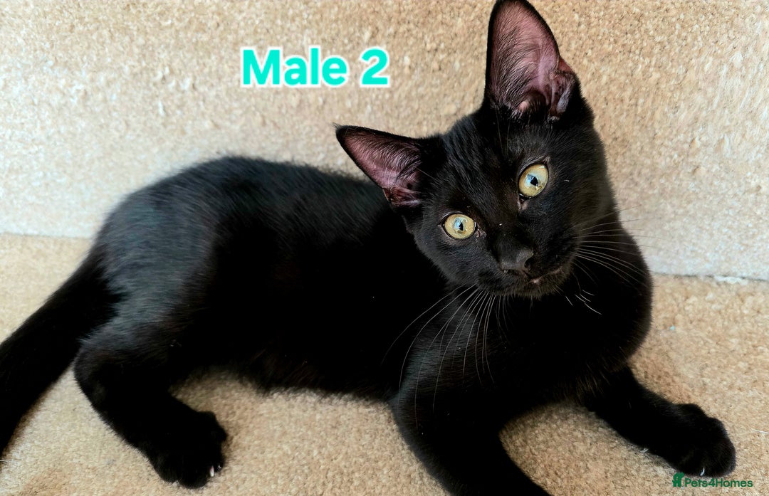 Mixed Breed cats for sale: 4 Maine Coon X Kittens Ready To Leave!!! - Image 11