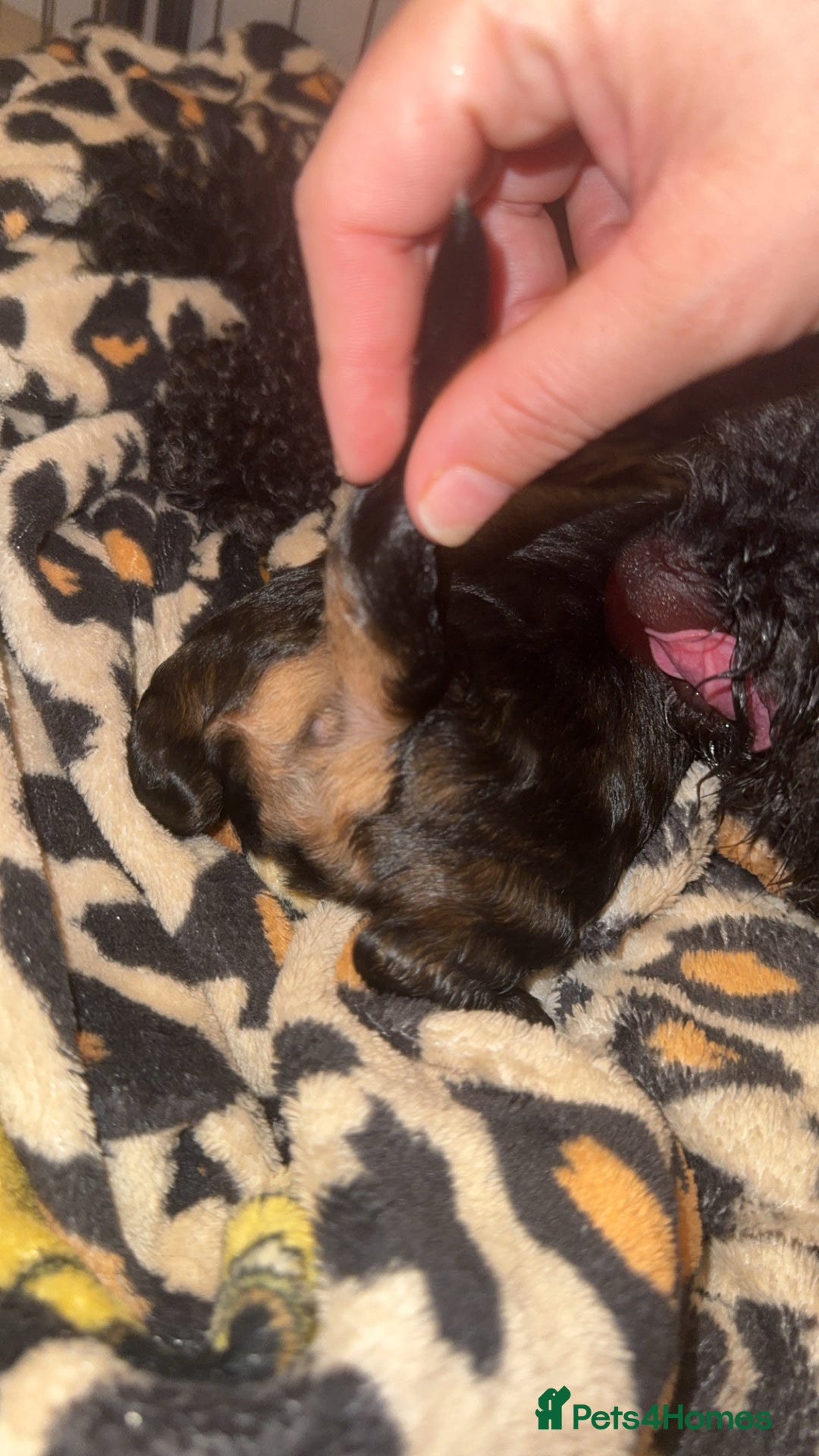 Cockapoo dogs for sale: Tri cockapoo girl  - Image 12