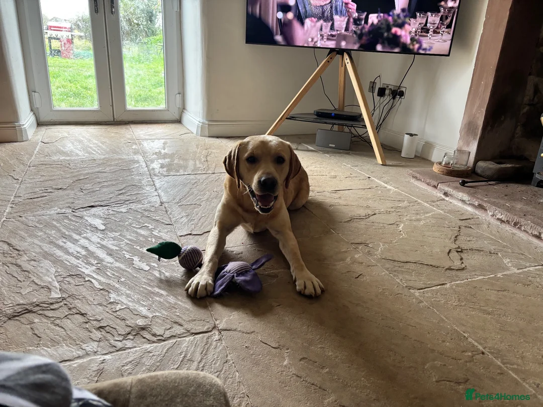 Labrador Retriever dogs for sale: Beautiful black lab puppies from strong kc lines - Advert 10