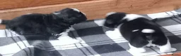 Shih Tzu dogs for sale: 10 week old male black & white shih tzu puppy  - Advert 3