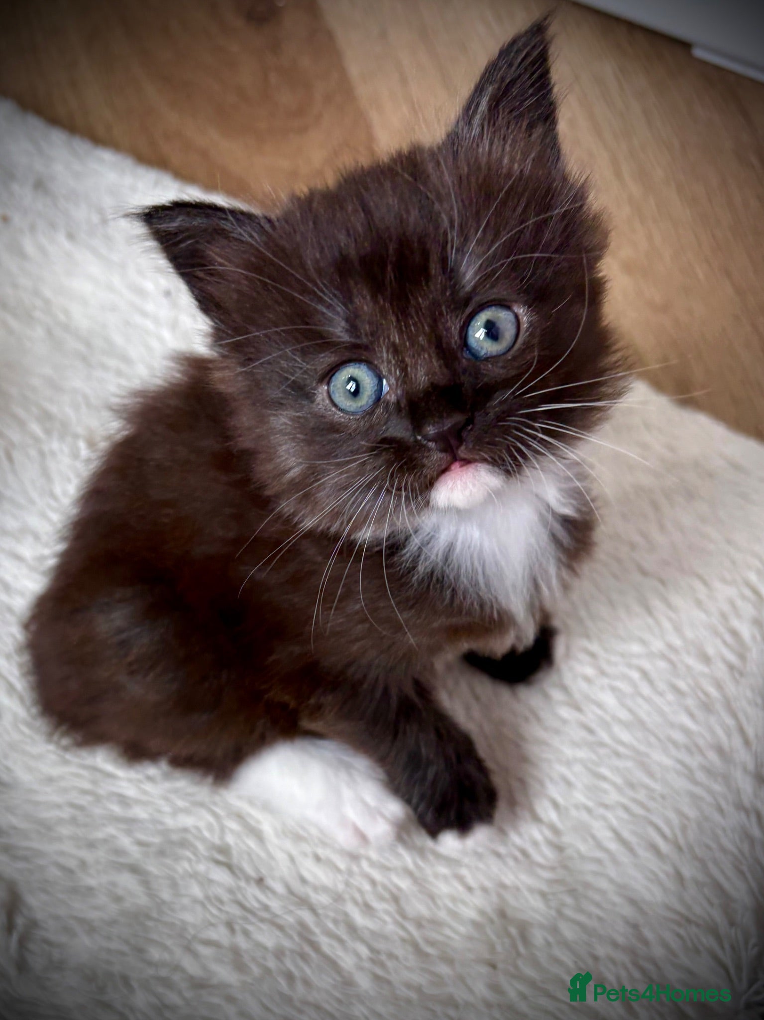 Maine Coon cats Polydactyl Maine coon kittens  - Advert 17