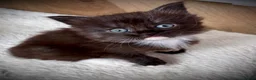 Maine Coon cats for sale: Ready to leave 🐾 Polydactyl kittens  - Advert 7