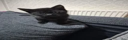 Mixed Breed cats for sale: Adorable black male kittens  - Advert 7