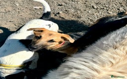 Mixed Breed dogs for sale: Belgian X Collie, 4 beautiful girls, 6 months old  - Image 11