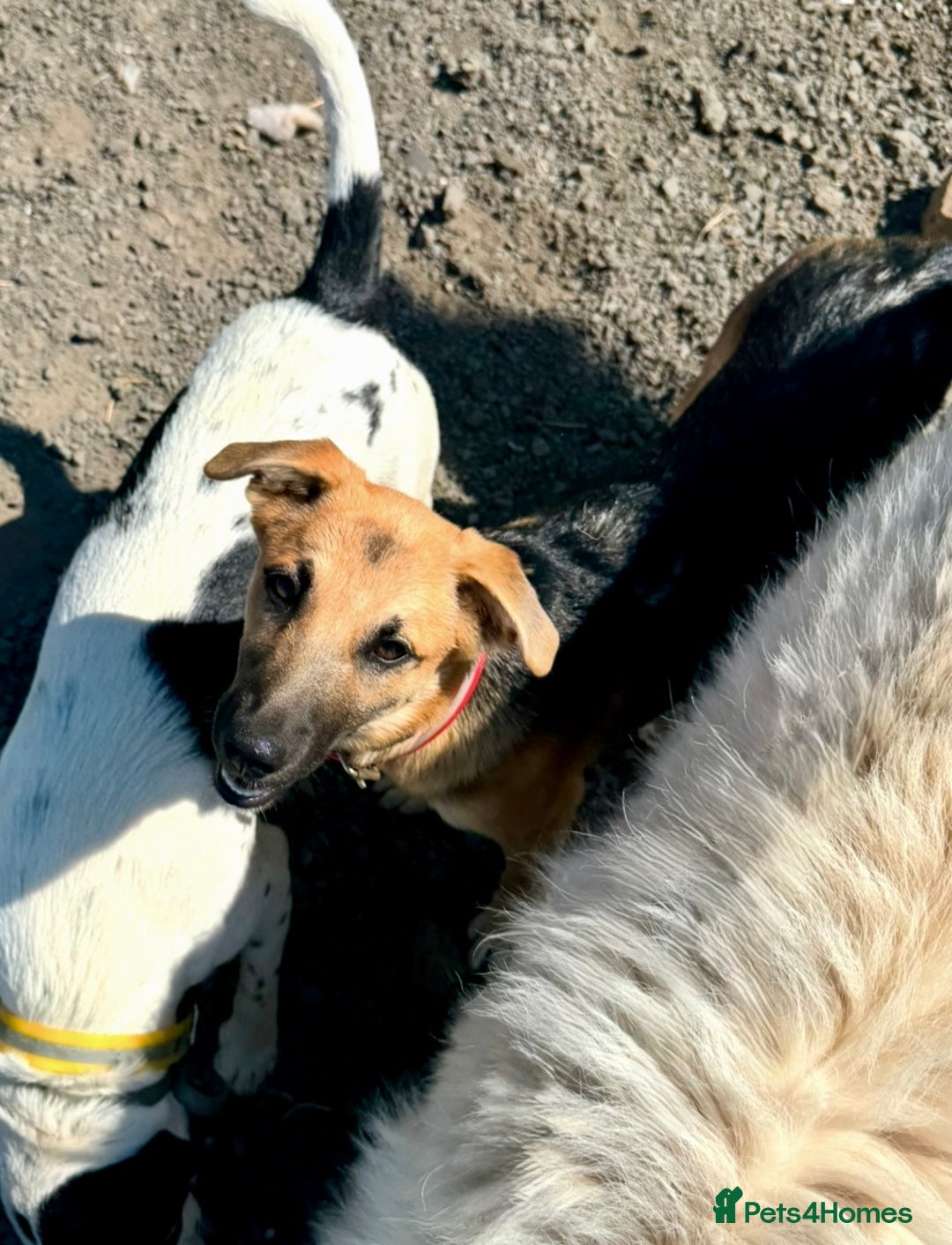 Mixed Breed dogs for sale: Belgian X Collie, 4 beautiful girls, 6 months old  - Image 11