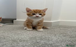 Mixed Breed cats for sale: 1 kitten is reserved only 1 left !!!! £200 - Image 3