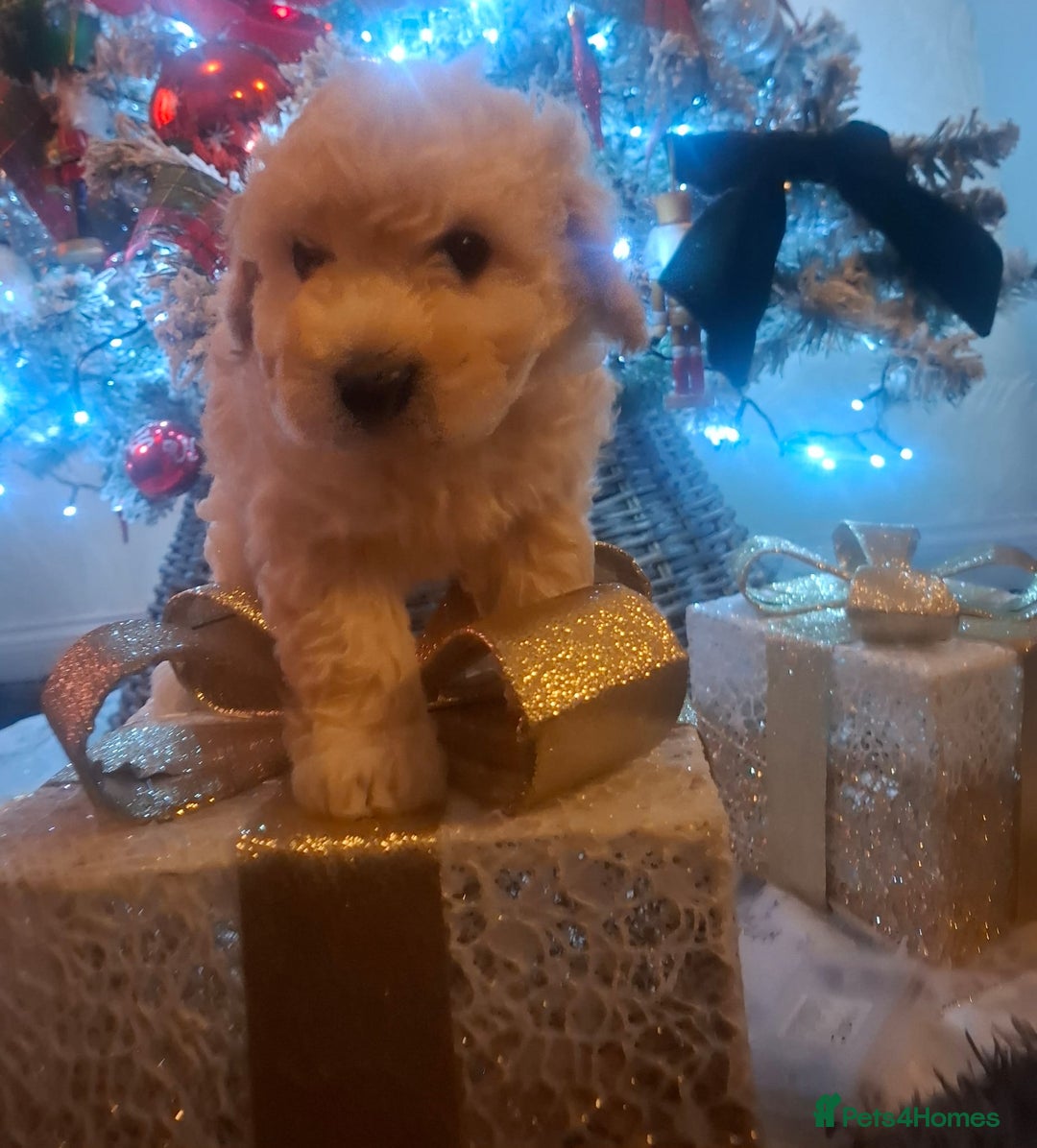 Poochon dogs for sale: Female poochon forsale - Advert 7