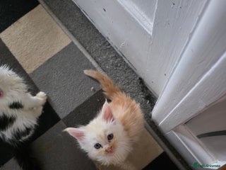 Maine Coon cats - Advert 24