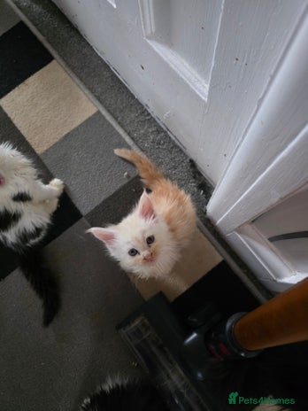 Maine Coon cats - Advert 16