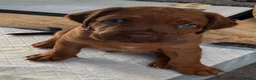 Rhodesian Ridgeback dogs for sale: Stunning Rhodesian Ridgeback Puppies for Sale - Advert 3