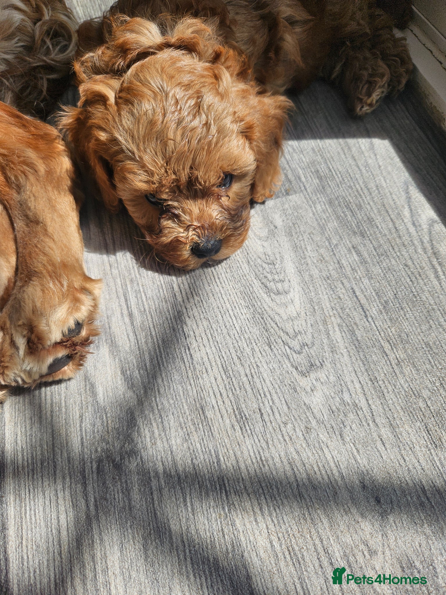 Cavapoo dogs 5* Cavapoo Puppies - Advert 2