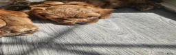 Cavapoo dogs for sale: 5* Cavapoo Puppies - Advert 7