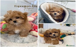 Toy Poodle dogs for stud: 🔥One-in-a-Million Asian ☕️ toy poodle DNA Stud🧸 in Thetford - Image 3