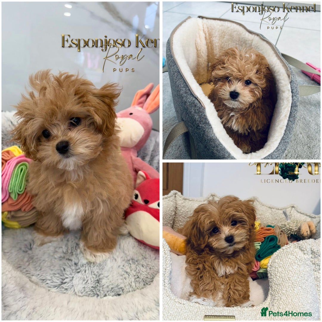 Toy Poodle dogs for stud: 🔥One-in-a-Million Asian ☕️ toy poodle DNA Stud🧸 in Thetford - Image 3