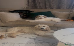 Goldendoodle dogs for sale: Golden Doodle Girl Ready Now - Image 5