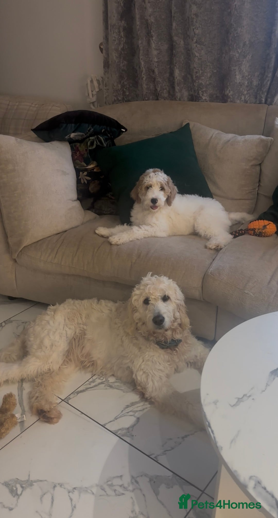 Goldendoodle dogs for sale: Golden Doodle Girl Ready Now - Image 5
