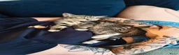 Mixed Breed cats for sale: Girl kitten  - Advert 5