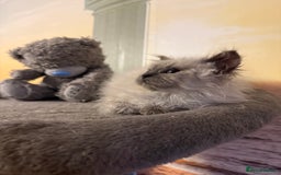 Selkirk Rex cats for sale: Gorgeous Selkirk Rex - Image 9