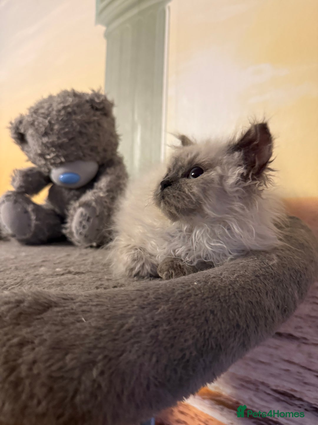 Selkirk Rex cats for sale: Gorgeous Selkirk Rex - Image 9