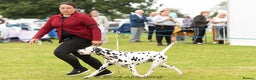 Dalmatian dogs for stud: Health tested, tv and advert star Dalmatian   in Aberdare - Advert 28