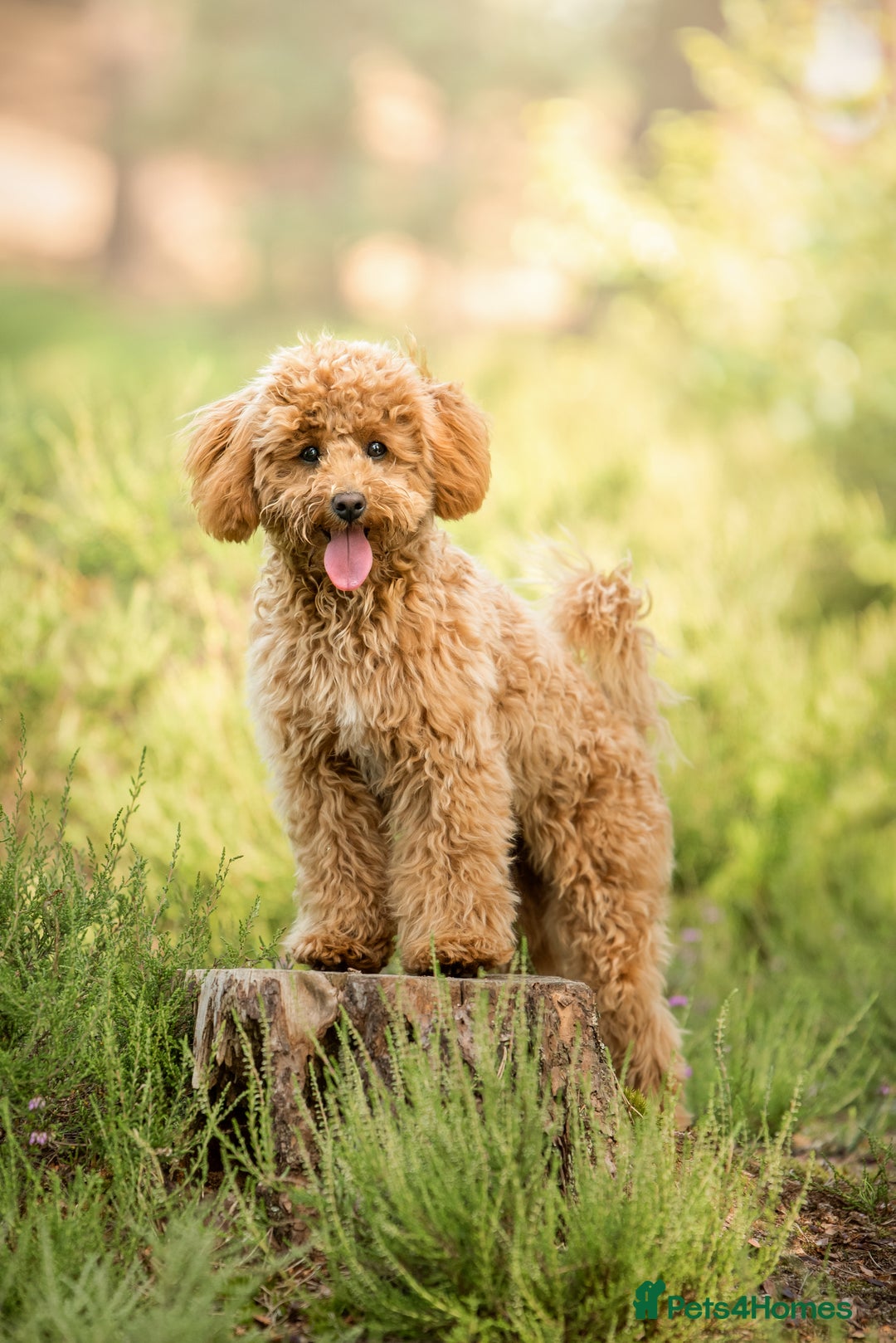 Mixed Breed dogs for sale: Bella - Poochon sisters for sale together  - Advert 6