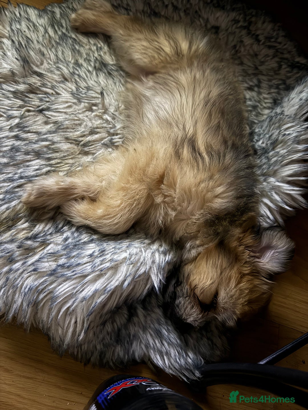 Mixed Breed dogs for sale: Rehoming for nice puppy  - Image 5